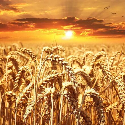 Cereals Inspection & Testing